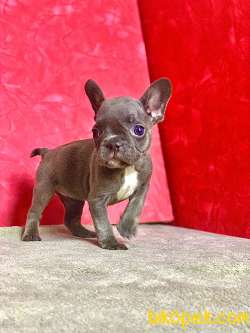 ORJİNAL BLUE ERKEK FRENCH BULLDOG