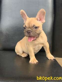 ORJİNAL BLUE FAWN DİŞİ VE ERKEK FRENCH BULLDOG YAVRULAR 2