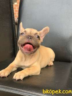 ORJİNAL BLUE FAWN DİŞİ VE ERKEK FRENCH BULLDOG YAVRULAR 3