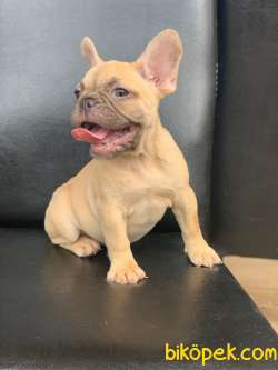 ORJİNAL BLUE FAWN DİŞİ VE ERKEK FRENCH BULLDOG YAVRULAR