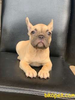 ORJİNAL BLUE FAWN DİŞİ VE ERKEK FRENCH BULLDOG YAVRULAR 4