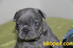 ORJİNAL BLUE FRENCH KÜT BURUN 1
