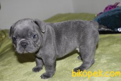 ORJİNAL BLUE FRENCH KÜT BURUN 4