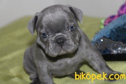 ORJİNAL BLUE FRENCH KÜT BURUN 2