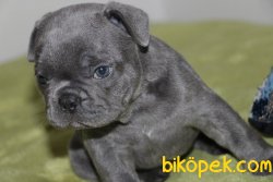 ORJİNAL BLUE FRENCH KÜT BURUN 3
