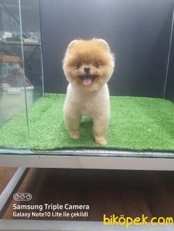 Orjinal Boo 2
