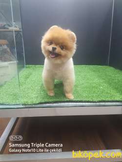 Orjinal Boo 3