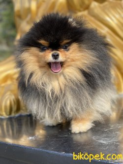 Orjinal Boo Pomeranian Show Kalite 1