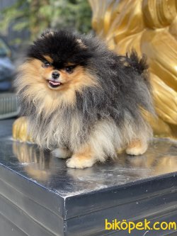 Orjinal Boo Pomeranian Show Kalite 3