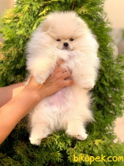 Orjinal Boo Pomeranian Teddy Bear 1