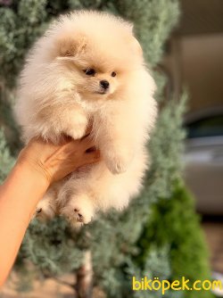 Orjinal Boo Pomeranian Teddy Bear 2