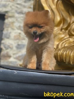 Orjinal Boo Pomeranian Yetişkin Eğitimli 2