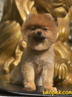 Orjinal Boo Pomeranian Yetişkin Eğitimli 4
