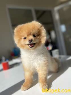 ORJİNAL BOO TEDDY BEAR FACE 2