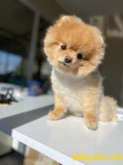 ORJİNAL BOO TEDDY BEAR FACE 3
