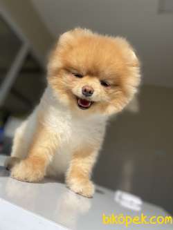 ORJİNAL BOO TEDDY BEAR FACE 1