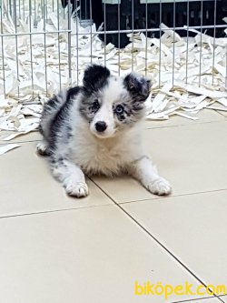 ORJINAL BORDER COLLİE BLUE MERLE  YAVRULARI 5