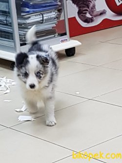 ORJINAL BORDER COLLİE BLUE MERLE  YAVRULARI 2