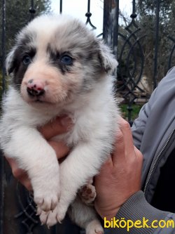 ORJINAL BORDER COLLİE BLUE MERLE  YAVRULARI 1