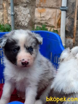 ORJINAL BORDER COLLİE BLUE MERLE  YAVRULARI 4