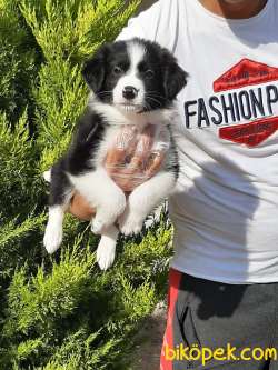 %% Orjinal Border Collie Yavruları 1