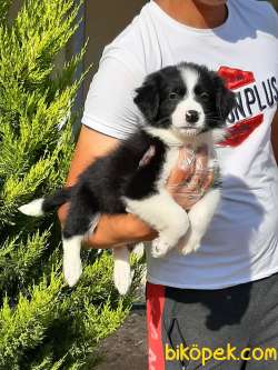 %% Orjinal Border Collie Yavruları 3