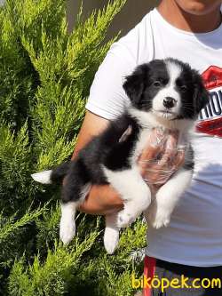 %% Orjinal Border Collie Yavruları 2