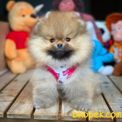 Orjinal Büyümeyen Cins Beyaz Pomeranian Boo 1