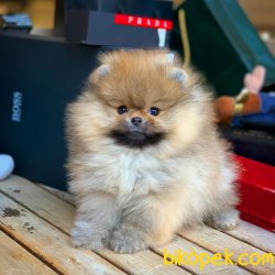Orjinal Büyümeyen Cins Beyaz Pomeranian Boo 3