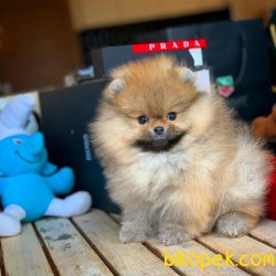 Orjinal Büyümeyen Cins Beyaz Pomeranian Boo 4