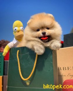 Orjinal Büyümeyen Irk Pomeranian Boo 1