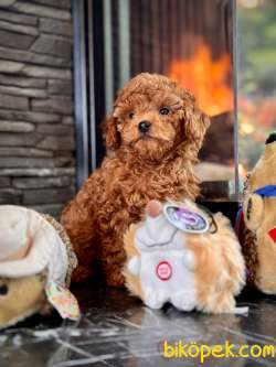 Orjinal Büyümeyen Toy Poodle Yavruları