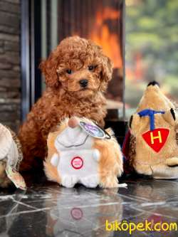 Orjinal Büyümeyen Toy Poodle Yavruları 2