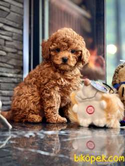 Orjinal Büyümeyen Toy Poodle Yavruları 3