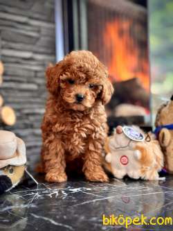 Orjinal Büyümeyen Toy Poodle Yavruları 4