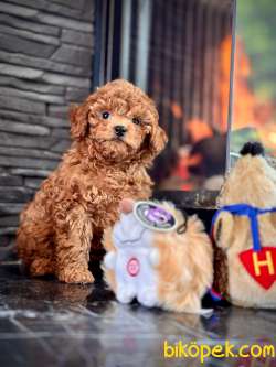 Orjinal Büyümeyen Toy Poodle Yavruları 4