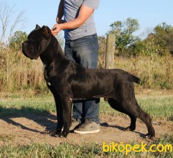 ORJINAL CANE CORSA YAVRULARIMIZ 1