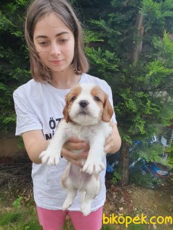 Orjinal Cavalier 3