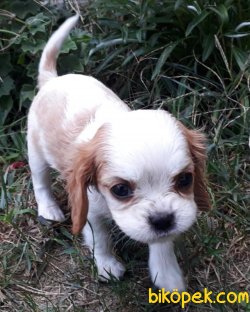 ORJİNAL CAVALİER KİNG CHARLES 2