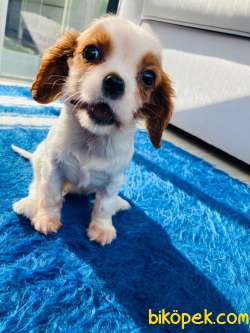 Orjinal Cavalier King Charles Spaniel  Yavru Irk Garantili 5