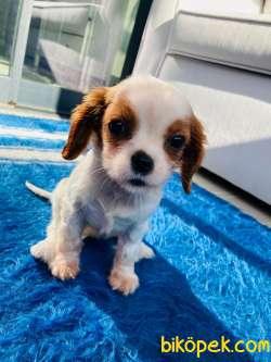 Orjinal Cavalier King Charles Spaniel  Yavru Irk Garantili 1