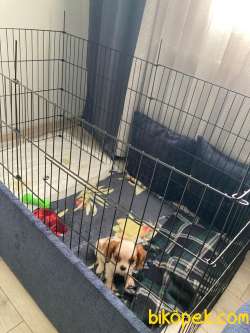Orjinal Cavalier King Charles Spaniel  Yavru Irk Garantili 3