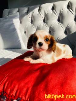 Orjinal Cavalier King Charles Spaniel  Yavru Irk Garantili 4