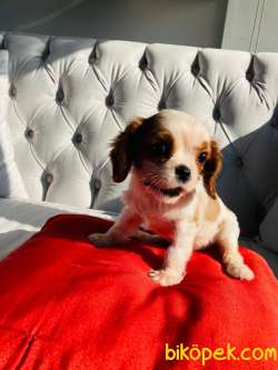 Orjinal Cavalier King Charles Spaniel  Yavru Irk Garantili 2