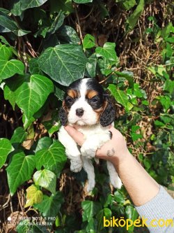 Orjinal Cavalier King Yavrular 2
