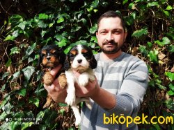 Orjinal Cavalier King Yavrular 3
