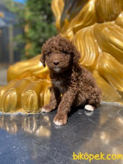 Orjinal Chocolate Medium Poodle Bebekler 2