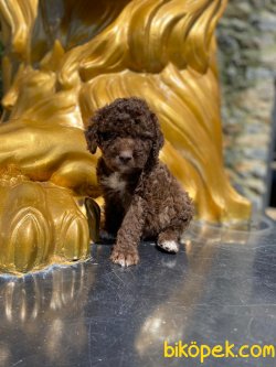 Orjinal Chocolate Medium Poodle Bebekler 3