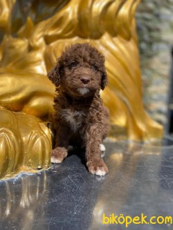 Orjinal Chocolate Medium Poodle Bebekler 4