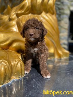 Orjinal Chocolate Medium Poodle Bebekler 1